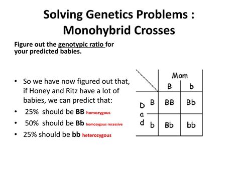 Common Monohybrid Genetics Problems